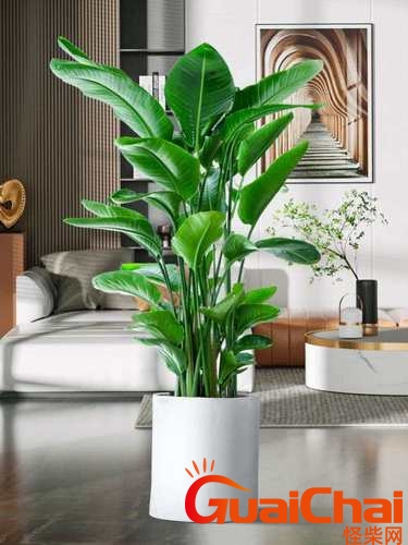 客厅最旺宅的大型植物什么最好养？客厅最旺宅的大型植物图片