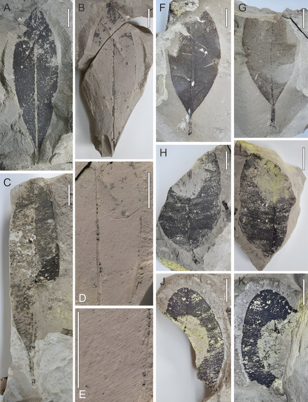 泰国第一次发现厚壳属大型化石记录