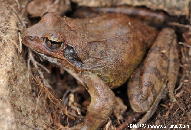 东北林蛙是典型的森林蛙类 经济价值比较高体长72毫米