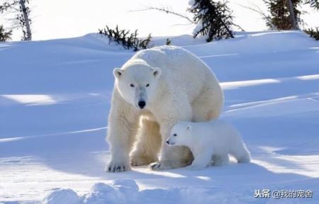 为何北极熊不吃企鹅 原因值得我们去了解