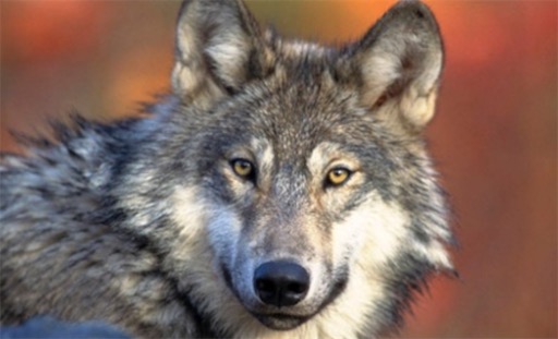 现存最大的犬科动物 灰狼身长可达2.5米