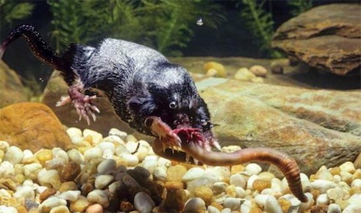 进食反应最快的哺乳动物 星鼻鼹鼠反应时间仅需1/4秒