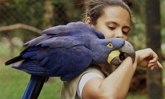 世界上最大的鹦鹉 紫蓝金刚鹦鹉体长超过1米