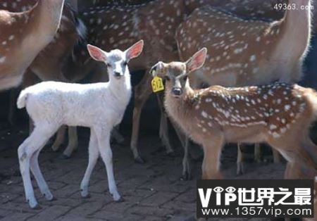 最罕见白化动物，陕西出现一只纯白梅花鹿（非常处于良好的状态）