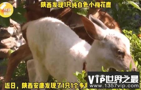 最罕见白化动物，陕西出现一只纯白梅花鹿（非常处于良好的状态）