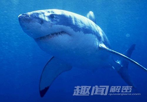 10大杀人动物：大白鲨最可怕