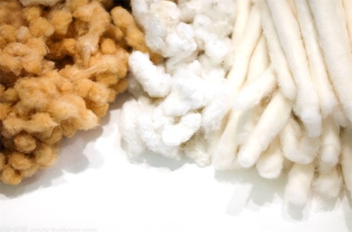 世界最大的植物细胞 棉纤维最长的可达到75毫米