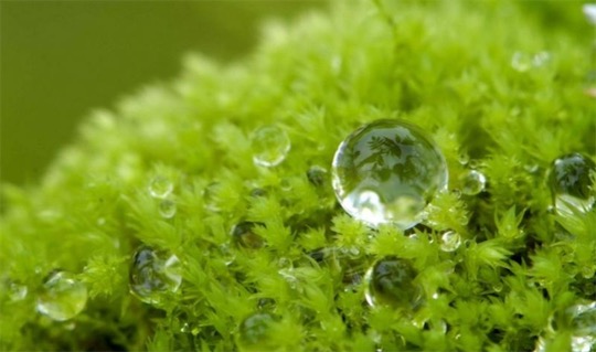 吸水能力最强的植物 泥炭藓能吸收是自身体重的1025倍的水份