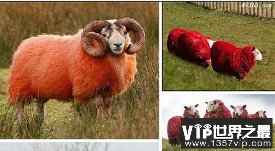 罕见的十大红色动物，红绵羊真的存在吗？（科学染色）
