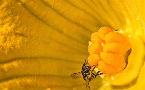 花粉最大的植物 西葫芦花粉直径有200微米
