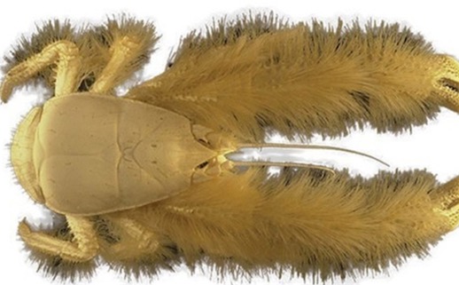 世界上绒毛最多的甲壳纲动物 雪蟹的毛发状结构是用来培育细菌