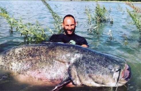 世界上最大的鲶鱼 2米长的巨型湄公河鲶鱼