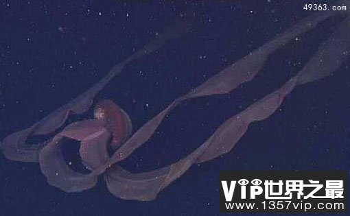 深海中的摄魂怪：冥河水母为何那么恐怖