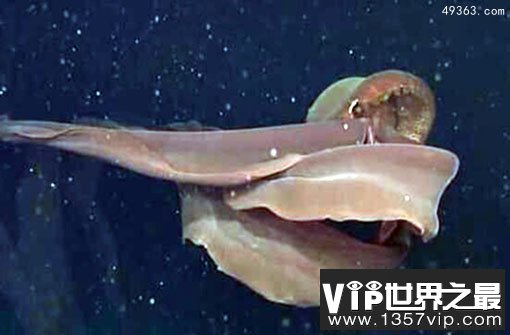 深海中的摄魂怪：冥河水母为何那么恐怖