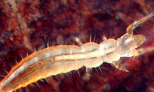 世界上最原始的昆虫 原尾虫有其他昆虫没有的增节变态