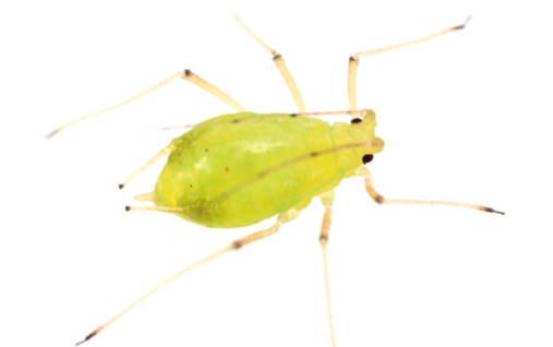 繁殖最快的昆虫 一只棉蚜虫一年能繁殖二三十代
