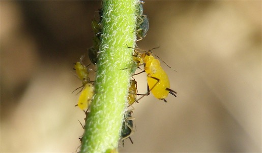 繁殖最快的昆虫 一只棉蚜虫一年能繁殖二三十代