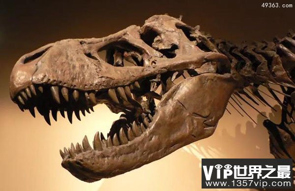 什么海洋物种的头骨最大？五大完整古上龙化石解析