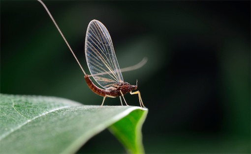 寿命最短的昆虫 蜉蝣一般只有几个小时
