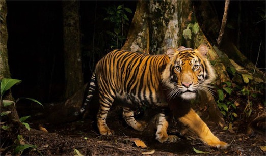 最濒危的猫科动物 野生苏门答腊虎仅存400只