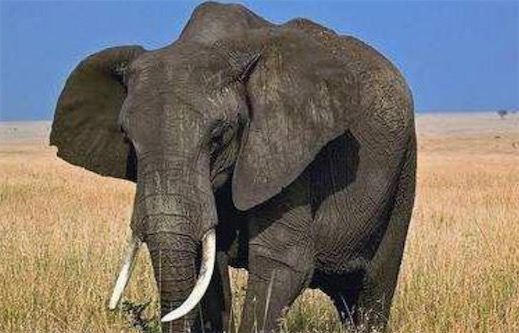 史上最大的大象 非洲安哥拉雄象身长8米
