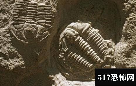 两亿年前的脚印谜团