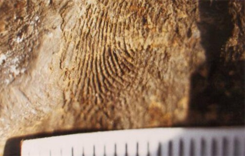 世界上人类最早的指纹 7000年前女人或小孩