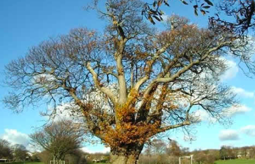 世界上最粗的树是什么树 百骑大栗树直径17.5米 周长55米