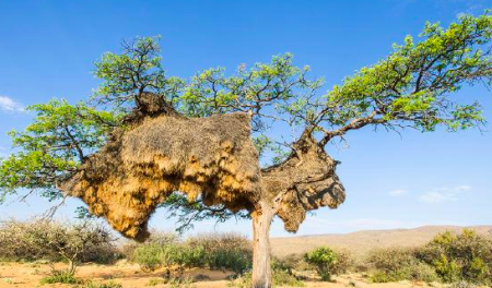 世界最大鸟巢 群织雀巢曾压断树干重1000千克