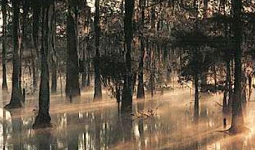 世界上最可怕的沼泽 没人知道幽灵沼泽把人吸到哪去了