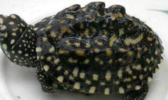 世界上最小的乌龟 罗蒂岛蛇颈龟长度只有2cm
