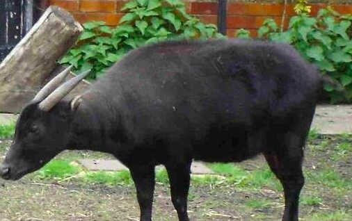 世界上最小的牛 低地倭水牛是最小的牛品种