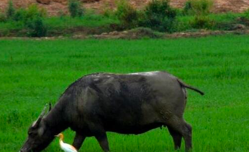 世界上最小的牛 低地倭水牛是最小的牛品种