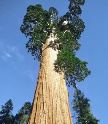 世界上最大的树 雪曼将军树高83.8，周长31米(总重量2800吨)
