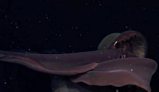 世界上最罕见的水母 冥河水母仅发现过114次