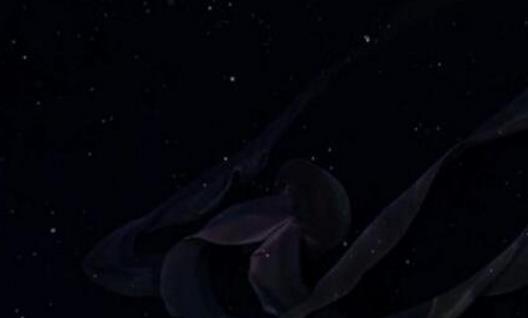世界上最罕见的水母 冥河水母仅发现过114次