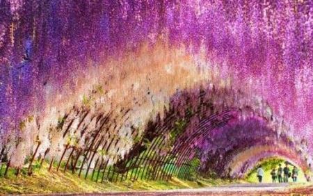 世界上最梦幻的隧道 日本紫藤花隧道恍若置身漫画世界中