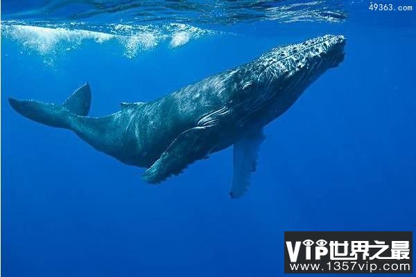 鲸鱼有多少种？鲸鱼在地球生活多少年？