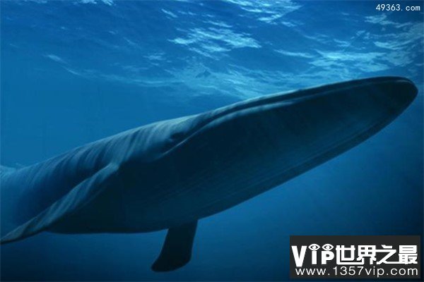 人类都需要退避三舍的动物，蓝鲸才是世界的霸主