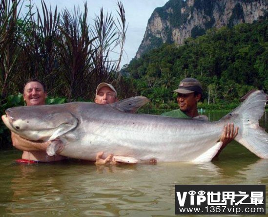 全球最全巨型鱼盘点，6米长的黄带鱼误认为“神龙”