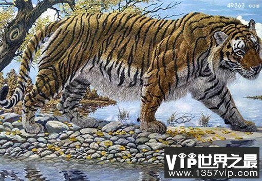 新疆虎的灭绝谜团