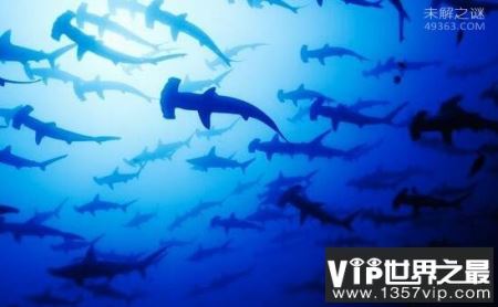 奇特的锤头鲨拥有全角度的视野