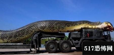 亚马逊传说的超级巨蟒