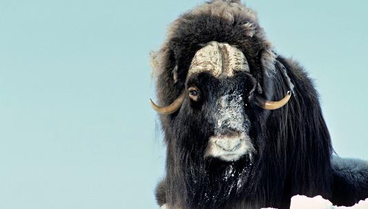 世界上毛发最长的动物 麝牛最长的纪录是70．5厘米