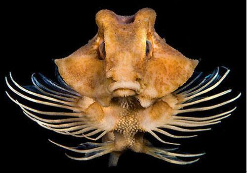 深海物种,难得一见的物种种类
