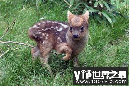 世界最小的鹿第一次在日本诞生 小的可以放在碗里养
