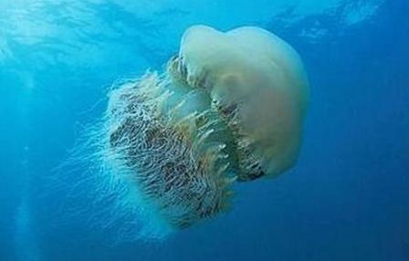 世界上最大的水母，越前水母可达400多斤重