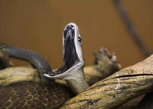 世界上速度最快的蛇，黑曼巴蛇能追上马，毒性很强