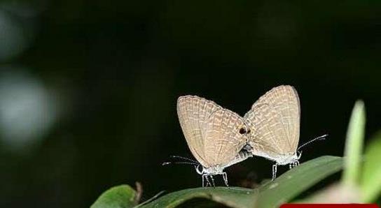 中国最小的蝴蝶 西双版纳小灰蝶仅有13毫米