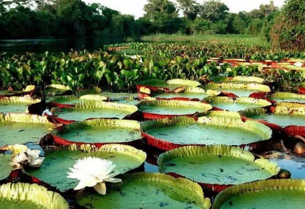 世界上最大的睡莲：维多利亚大王莲，也是世界上最大的开花植物